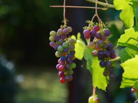 Opdagelsen af terroir: Hvordan jord og klima påvirker smagen af vin