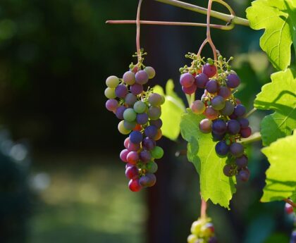 Opdagelsen af terroir: Hvordan jord og klima påvirker smagen af vin